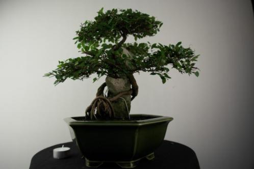 Bonsai Zelkova rots,34 cm, zeer verfijnde boom, nr, 6975 TOP