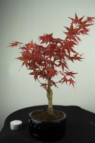 Bonsi Acer deshojo 33cm, super mooie starter, nr, 7029