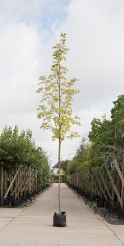 Bontbladige Noorse Esdoorn Acer pl. Drummondii h 450 cm st.