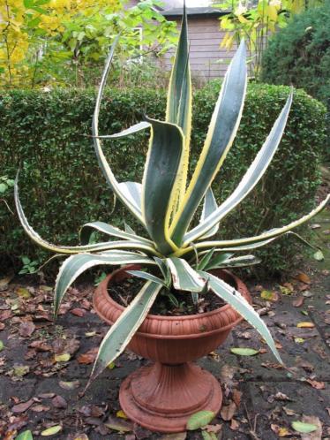 Bonte Agave