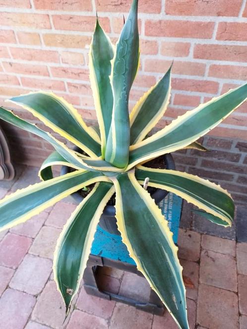 Bonte Agave Americana Variegata met jonge scheuten