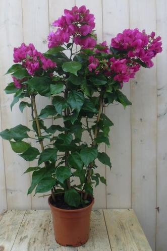 Bougainvillea roze 100 cm