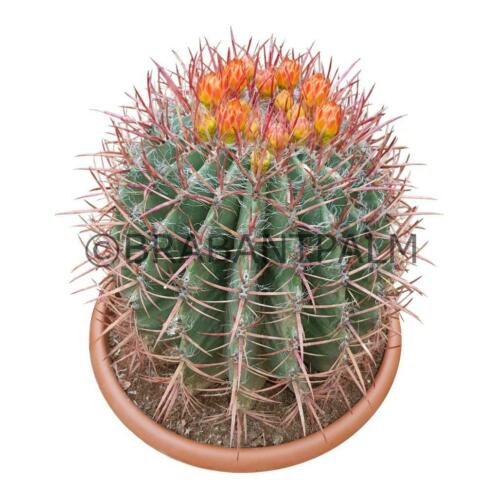 Brabantpalm heeft meer dan 40 soorten cactussen op voorraad.