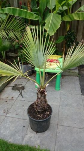 Brahea armata palm