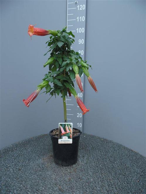 Brugmansia met knop en bloem in 3 kleuren, 2e Paasdag open,