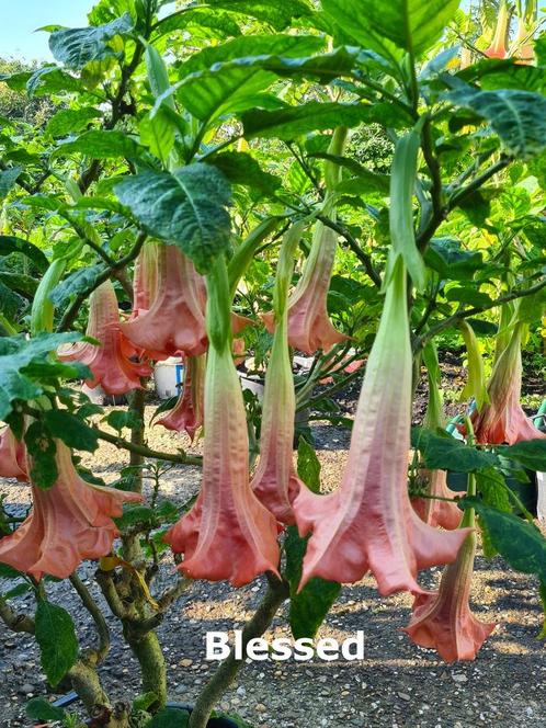 Brugmansia Stekken .