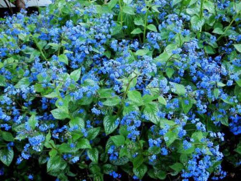 Brunnera macrophylla 039Jack Frost039