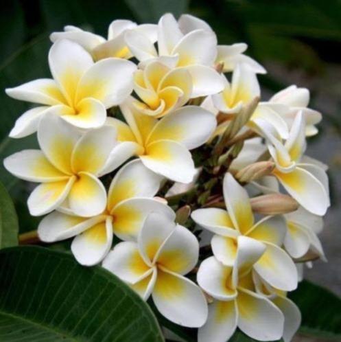 Bunga kemboja - Plumeria Bali