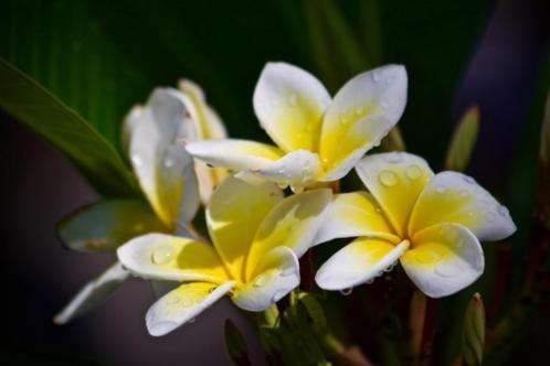 Bunga kemboja - Plumeria Frangipani Bali