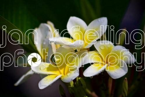 Bunga kemboja - Plumeria Frangipani Bali