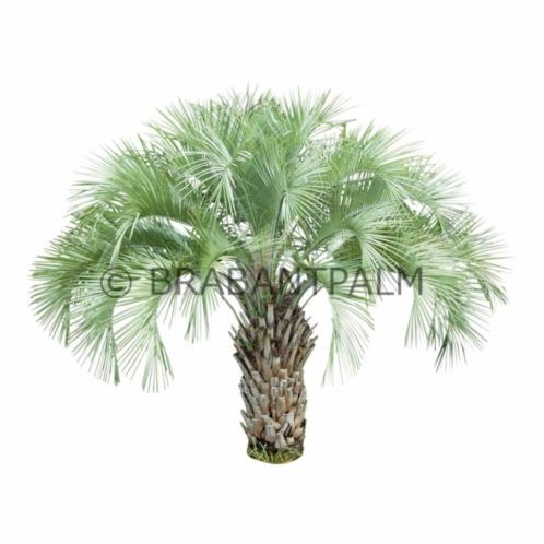 Butia capitata palmen  AANBIEDING ZATERDAG 9 JUNI.