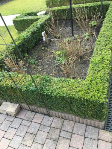 Buxus 40 stuks