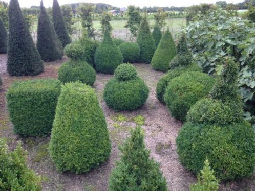 Buxus 5 en 10 euro