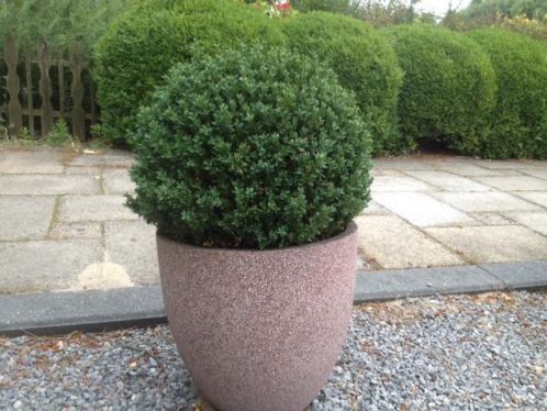 Buxus, 5 stuks