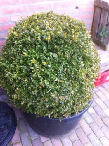 Buxus