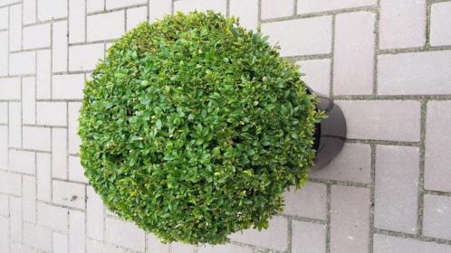 Buxus bollen