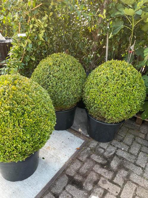 Buxus bollen mega groot 8 stuks nergens goedkoper 138 nog 2