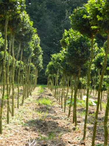 Buxus bomen buxus op stam