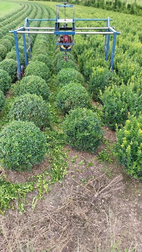 BUXUS EN TAXUS