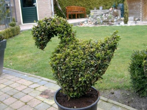 Buxus figuur dier l