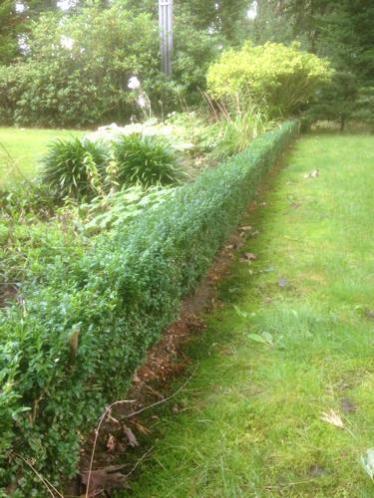 Buxus haag 30 meter