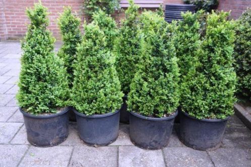 Buxus PyramidePiramide 60 cm hoog in pot  5,00 PER STUK.