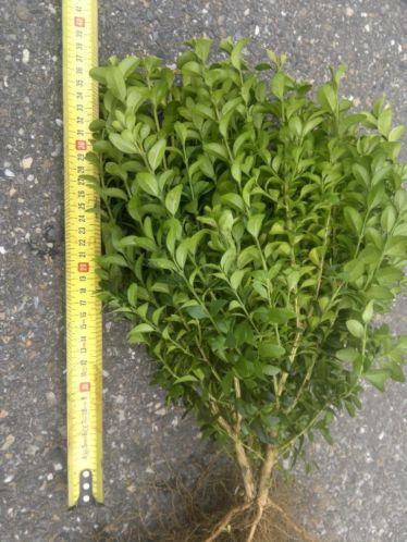 Buxus Sempervirens