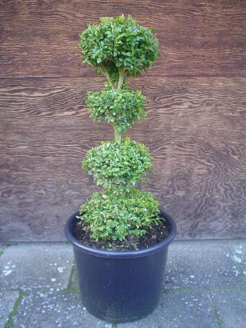 Buxus sempervirens solitairs