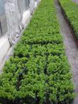 Buxus vervanger   Euonymus Green Spire  te koop