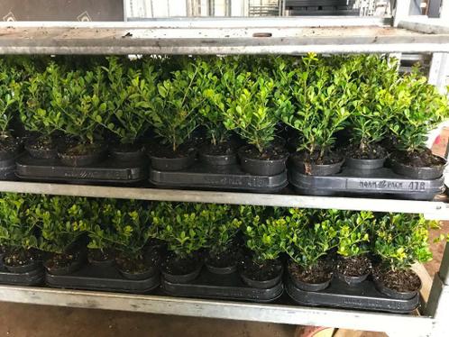 Buxus vervangers Ilex Dark Green Buxusmot Alternatief