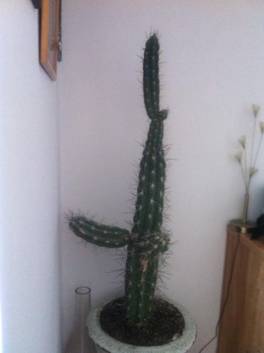 Cactus 1,80 hoog