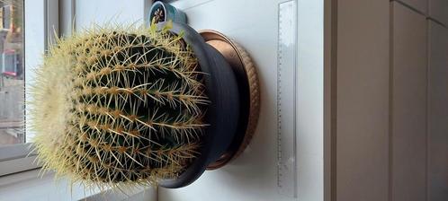 cactus Echinocactus Grussonii