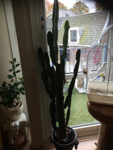 Cactus ongeveer 160cm hoog