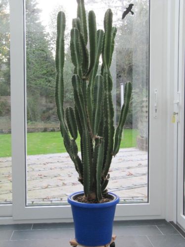 Cactus van 2 meter hoog