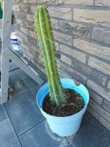 Cactus voor buiten beschermen tegen vorst Cactus lengte 45