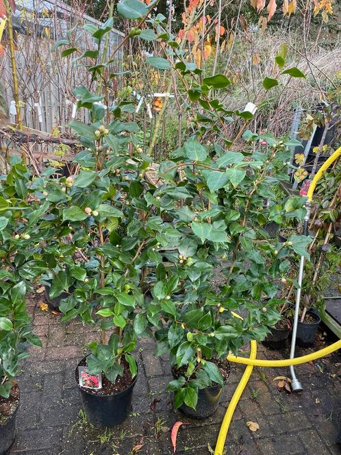 Camelia de king 130140 hoog vol in knop waar vind u ze 