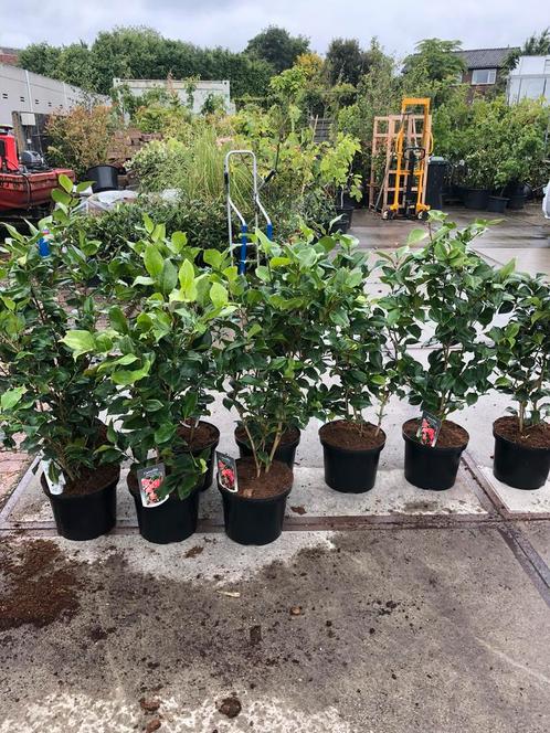 Camelias dr king 95 cm boven de pot mooi gelijk vol knop