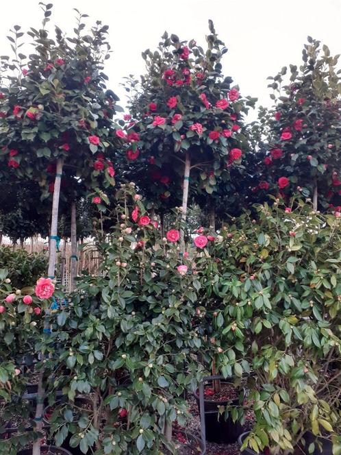 camellia japonica,groenblijvende boom