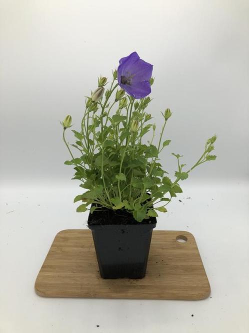 Campanula carp. Blaue Clips vaste plant karpatenklokje