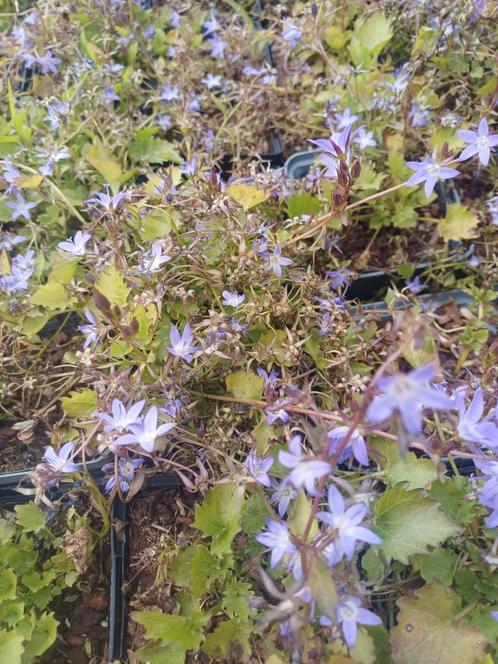 Campanula portenschlagiana