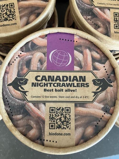 Canadese dauwwormen 8 x