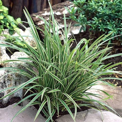 Carex morowii x27Ice Dancex27