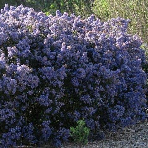 Ceanothus 039Julia Phelps039 (Vasteplanten)