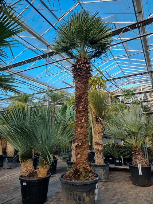 Chamaerops hhumilis palmboom XXL - Aanstaand weekend geopend