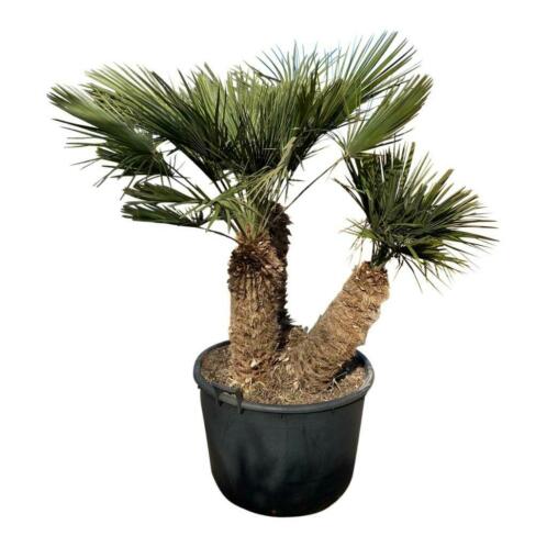Chamaerops humilis (Europese dwergpalm) palmboom - palm.