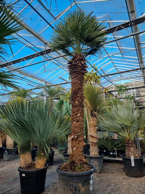 Chamaerops humilis palmboom XXL - 1 e amp 2 e Paasdag geopend