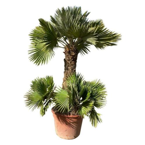 Chamaerops humilis quotVulcanoquot palm  palmstruik  palmboom.