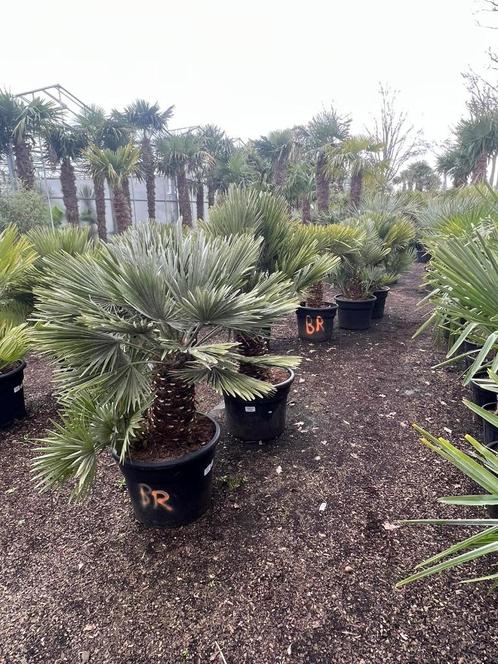 Chamaerops humilis quotVulcanoquot ruime keuze. VANDAAG GEOPEND