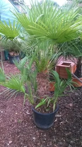 Chamaerops humilis stam 60 cm OPRUIMINGSPRIJSJE 