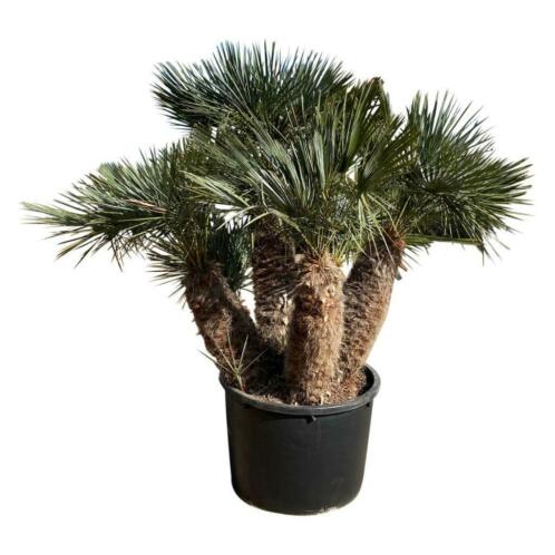 Chamaerops humilis struikpalmen  palmbomen. AANBIEDING 